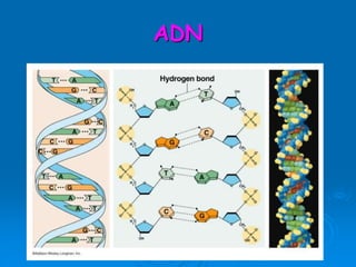 ADN
 