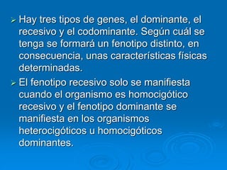  Hay tres tipos de genes, el dominante, el
recesivo y el codominante. Según cuál se
tenga se formará un fenotipo distinto, en
consecuencia, unas características físicas
determinadas.
 El fenotipo recesivo solo se manifiesta
cuando el organismo es homocigótico
recesivo y el fenotipo dominante se
manifiesta en los organismos
heterocigóticos u homocigóticos
dominantes.
 