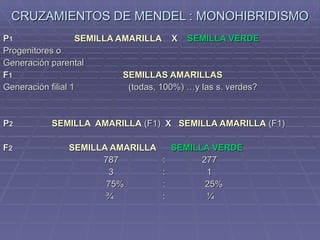 CRUZAMIENTOS DE MENDEL : MONOHIBRIDISMO P 1   SEMILLA AMARILLA   X  SEMILLA VERDE   Progenitores o  Generación parental  F 1   SEMILLAS AMARILLAS   Generación filial 1  (todas, 100%) …y las s. verdes?  P 2   SEMILLA  AMARILLA  (F1)  X  SEMILLA AMARILLA  (F1) F 2   SEMILLA AMARILLA   SEMILLA VERDE   787  :  277  3  :  1 75%  :  25% ¾  :  ¼  