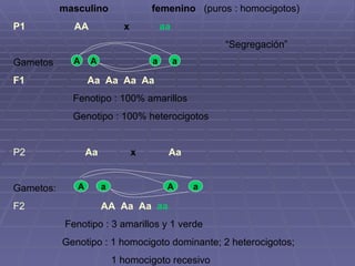 masculino  femenino   (puros : homocigotos) P1  AA   x  aa   “ Segregación” Gametos  F1  Aa  Aa  Aa  Aa   Fenotipo : 100% amarillos Genotipo : 100% heterocigotos P2  Aa  x  Aa Gametos:  F2  AA  Aa  Aa   aa   Fenotipo : 3 amarillos y 1 verde Genotipo : 1 homocigoto dominante; 2 heterocigotos;  1 homocigoto recesivo A A a a A a A a 