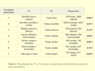 Tabla 2:  Resultados de F1 y F2 de los cruzamientos monohíbridos para los siete caracteres.   2,84:1 787 largos; 277 cortos Todos largos Tallo largo x corto 7 3,14:1 651 axiales; 207 terminales Todas axiales Flores axiales x terminales 6 2,82:1 428 verdes; 152 amarillas Todas verdes Vainas verdes x amarillas 5 2,95:1 882 infladas; 299 contorneadas Todas infladas Vainas infladas x contorneadas 4 3,15:1 705 púrpura; 224 blancos Todos púrpura Pétalos púrpura x blancos 3 3,01:1 6022 amarillas; 2001 verdes Todas amarillas Semillas amarillas x verdes 2 2,96:1 5474 lisas; 1850 rugosas Todas lisas Semillas lisas x rugosas 1 Proporción F2 F1 Fenotipos parentales 
