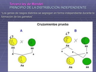 Tercera ley de Mendel:   PRINCIPIO DE LA DISTRIBUCIÓN INDEPENDIENTE “ Los genes de rasgos distintos se segregan en forma independiente durante la  formación de los gametos”  