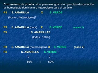 Cruzamiento de prueba:  sirve para averiguar si un genotipo desconocido es homocigoto dominante o heterocigoto para el carácter. P3   S. AMARILLA   X   S. VERDE (homo o heterocigoto)?  P3   S. AMARILLA  (pura)  X   S. VERDE  (caso 1) F3   S. AMARILLAS (todas , 100%)  P3   S. AMARILLA  (heterocigota)  X   S. VERDE  (caso 2) F3   S. AMARILLA   S. VERDE 2  :  2 50%  :  50% 