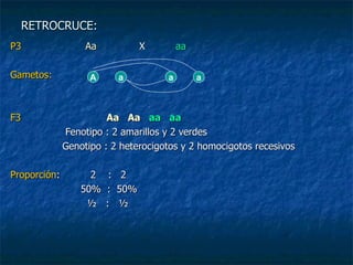 RETROCRUCE: P3  Aa   X  aa  Gametos:   F3   Aa   Aa   aa  aa   Fenotipo : 2 amarillos y 2 verdes  Genotipo : 2 heterocigotos y 2 homocigotos recesivos Proporción :  2  :  2  50%  :  50%  ½  :  ½  A a a a 