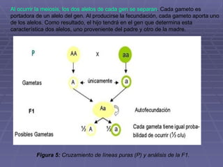 Al ocurrir la meiosis, los dos alelos de cada gen se separan . Cada gameto es portadora de un alelo del gen. Al producirse la fecundación, cada gameto aporta uno de los alelos. Como resultado, el hijo tendrá en el gen que determina esta característica dos alelos, uno proveniente del padre y otro de la madre.  Figura 5:  Cruzamiento de líneas puras (P) y análisis de la F1. 