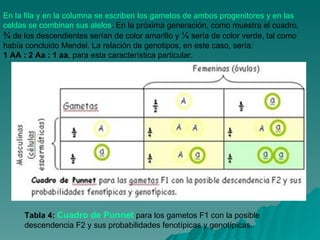 En la fila y en la columna se escriben los gametos de ambos progenitores y en las celdas se combinan sus alelos . En la próxima generación, como muestra el cuadro,  ¾  de los descendientes serían de color amarillo y  ¼  sería de color verde, tal como había concluido Mendel. La relación de genotipos, en este caso, sería:  1 AA : 2 Aa : 1 aa , para esta característica particular. Tabla 4:  Cuadro de Punnet  para los gametos F1 con la posible descendencia F2 y sus probabilidades fenotípicas y genotípicas. 