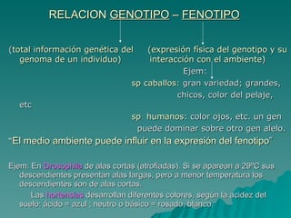 RELACION  GENOTIPO  –  FENOTIPO   ( total información genética del  (expresión física del genotipo y su genoma de un individuo)  interacción con el ambiente) Ejem: sp caballos : gran variedad; grandes,  chicos, color del pelaje, etc sp  humanos : color ojos, etc. un gen  puede dominar sobre otro gen alelo. “ El medio ambiente puede influir en la expresión del fenotipo ”  Ejem: En  Drosophila  de alas cortas (atrofiadas). Si se aparean a 29ºC sus descendientes presentan alas largas, pero a menor temperatura los descendientes son de alas cortas. Las  hortensias  desarrollan diferentes colores, según la acidez del suelo: ácido = azul ; neutro o básico = rosado, blanco. 