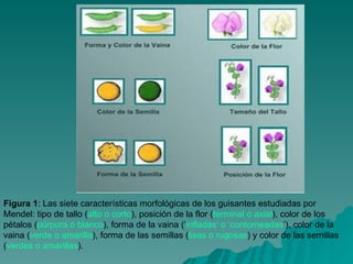 Figura 1 : Las siete características morfológicas de los guisantes estudiadas por Mendel: tipo de tallo ( alto o corto ), posición de la flor ( terminal o axial ), color de los pétalos ( púrpura o blanco ), forma de la vaina (‘ infladas’ o ‘contorneadas ’), color de la vaina ( verde o amarilla ), forma de las semillas ( lisas o rugosas ) y color de las semillas ( verdes o amarillas ).  
