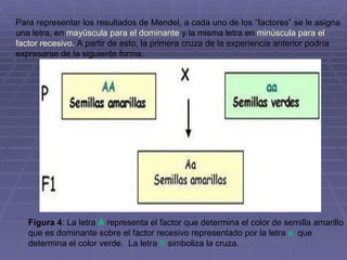 Para representar los resultados de Mendel, a cada uno de los “factores” se le asigna una letra, en  mayúscula para el dominante  y la misma letra en  minúscula para el factor recesivo.  A partir de esto, la primera cruza de la experiencia anterior podría expresarse de la siguiente forma:  Figura 4 : La letra  A   representa el factor que determina el color de semilla amarillo que es dominante sobre el factor recesivo representado por la letra  a ,  que determina el color verde.  La letra  X  simboliza la cruza.  