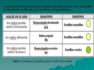 Tabla 3:  Genotipos y fenotipos para el color de la semilla La siguiente tabla representa los posibles genotipos para el color de semilla en las plantas de Mendel y los fenotipos correspondientes:  