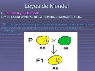 Leyes de Mendel  Primera ley de Mendel: LEY DE LA UNFORMIDAD DE LA PRIMERA GENERACIÓN FILIAL   “  Al cruzar dos variedades cuyos individuos tienen razas puras ambos para un  determinado carácter, todos los híbridos de la primera generación son similares fenotípicamente”  