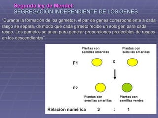 Segunda ley de Mendel:   SEGREGACIÓN INDEPENDIENTE DE LOS GENES “ Durante la formación de los gametos, el par de genes correspondiente a cada  rasgo se separa, de modo que cada gameto recibe un solo gen para cada  rasgo. Los gametos se unen para generar proporciones predecibles de rasgos  en los descendientes”.  