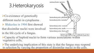 3.Heterokaryosis
Co-existance of genetically
different nuclei in cytoplasma .
 Blakeslee in 1904 first showed
that dissimilar nuclei were involved
in the life cycle of a fungus.
Capacity of haploid nuclei to form various associations within
vegetative cells,
The underlying implication of this state is that the fungus may respond
to selection by varying the proportion of dissimilar nuclei in the cells.
 