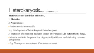 Heterokaryosis…………….
Heterokaryotic condition arises by ,
1. Mutation
2. Anastomosis
Fusion mostly intraspecific
eg. development of heterokaryon in basidiomycota
3. Inclusion of dissimilar nuclei in spores after meiosis , in heterothallic fungi.
Meiosis results in the production of genetically different nuclei sharing common
cytoplasma.
E.g. Neurospora tetrasperma, Podospora anserine
 