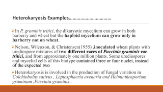 Heterokaryosis Examples……………………………
In P. graminis tritici, the dikaryotic mycelium can grow in both
barberry and wheat but the haploid mycelium can grow only in
barberry not on wheat.
Nelson, Wilcoxon, & Christensen(1955) ,inoculated wheat plants with
urediospore mixtures of two different races of Puccinia graminis var.
tritici, and from approximately one million plants. Some urediospores
and mycelial cells of this biotype contained three or four nuclei, instead
of the expected two
Heterokaryosis is involved in the production of fungal variation in
Colchiobolus sativus , Leptosphaeria avenaria and Helminthosporium
graminum ,Puccinia graminis .
 