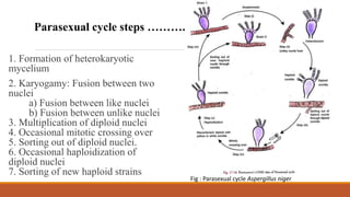 1. Formation of heterokaryotic
mycelium
2. Karyogamy: Fusion between two
nuclei
a) Fusion between like nuclei
b) Fusion between unlike nuclei
3. Multiplication of diploid nuclei
4. Occasional mitotic crossing over
5. Sorting out of diploid nuclei.
6. Occasional haploidization of
diploid nuclei
7. Sorting of new haploid strains
Parasexual cycle steps ………..
Fig : Parasexual cycle Aspergillus niger
 