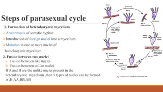 Steps of parasexual cycle
1. Formation of heterokaryotic mycelium
Anastomosis of somatic hyphae .
Introduction of foreign nuclei into a mycelium .
Mutation in one or more nuclei of
homokaryotic mycelium .
2. Fusion between two nuclei
a. Fusion between like nuclei
b. Fusion between unlike nuclei
If A and B are the unlike nuclei present in the
heterokaryotic mycelium ,then 5 types of nuclei can be formed,
A ,B,AA,BB,AB
 