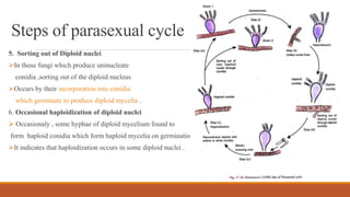 Steps of parasexual cycle
5. Sorting out of Diploid nuclei
In those fungi which produce uninucleate
conidia ,sorting out of the diploid nucleus
Occurs by their incorporation into conidia
which germinate to produce diploid mycelia .
6. Occasional haploidization of diploid nuclei
 Occasionaly , some hyphae of diploid mycelium found to
form haploid conidia which form haploid mycelia on germination.
It indicates that haploidization occurs in some diploid nuclei .
 