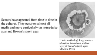 H.sativum (barley). Large number
of sectors formed on a shallow
layer of Brown's starch agar (
M.Mitra. 1931)
Sectors have appeared from time to time in
the cultures. They occur on almost all
media and more particularly on prune-juice
agar and Brown's starch agar.
 