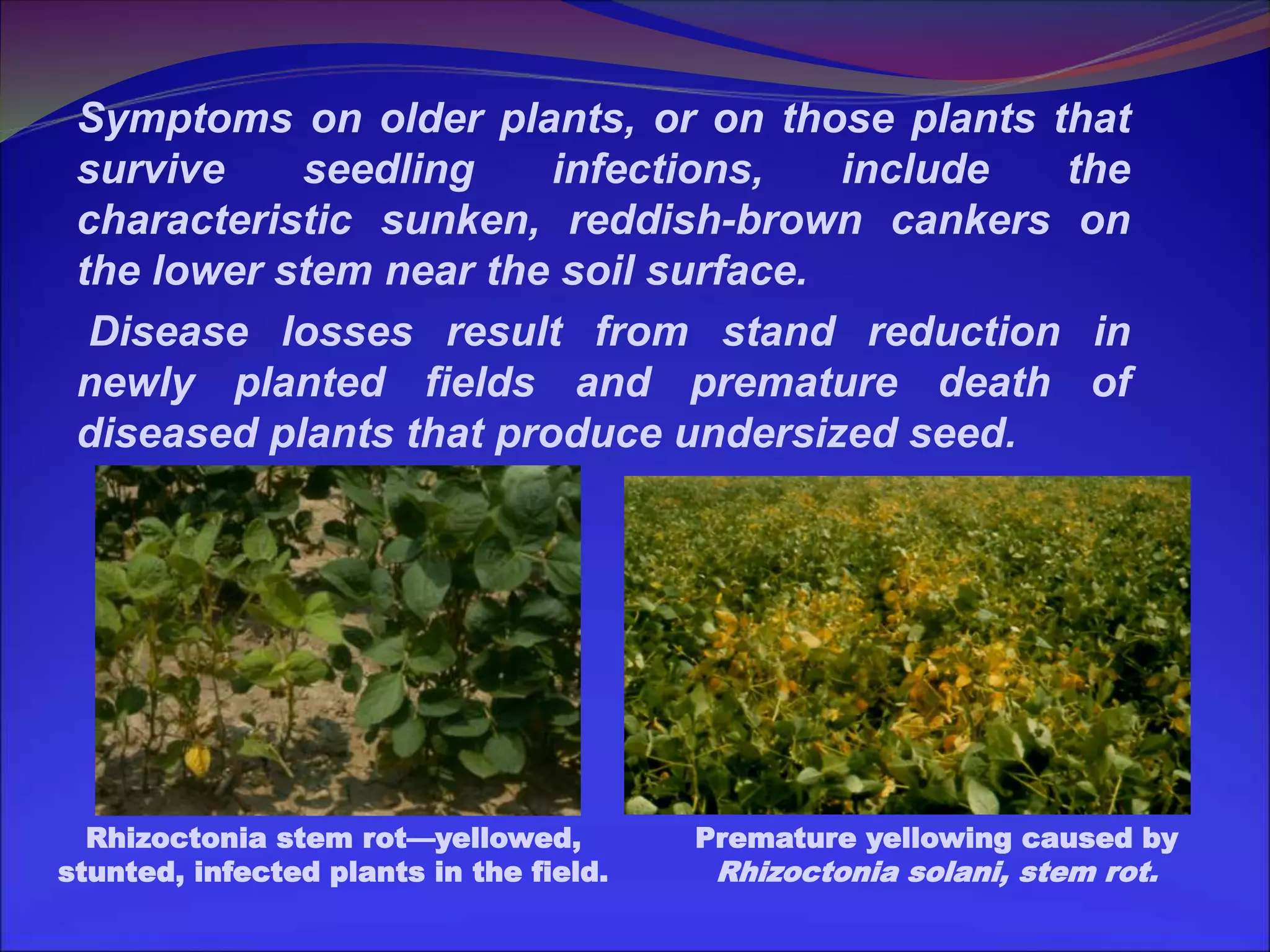 Variability in rhizoctonia solani from different host crops | PPT