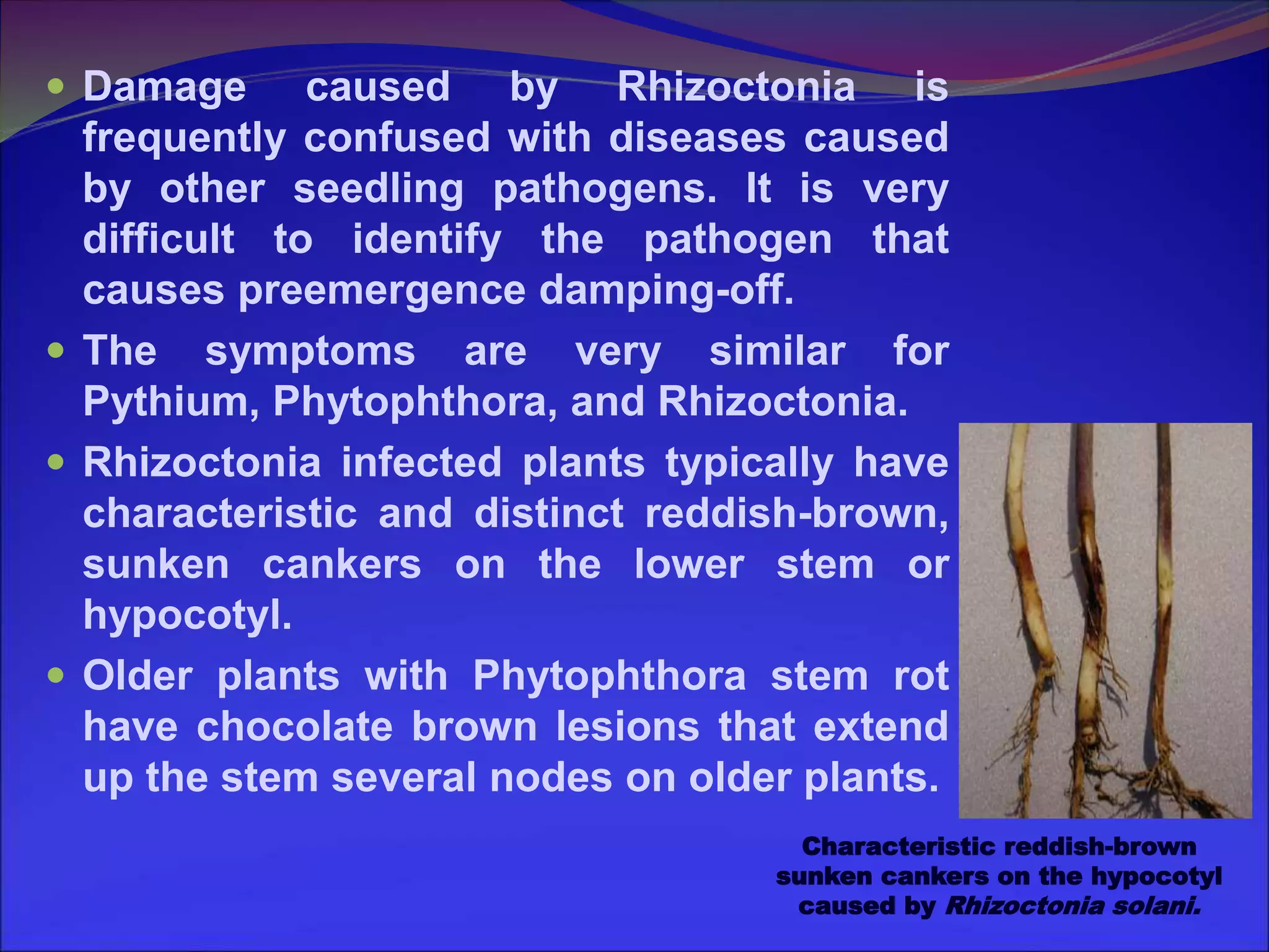 Variability in rhizoctonia solani from different host crops | PPT