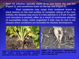 Variability in rhizoctonia solani from different host crops | PPT