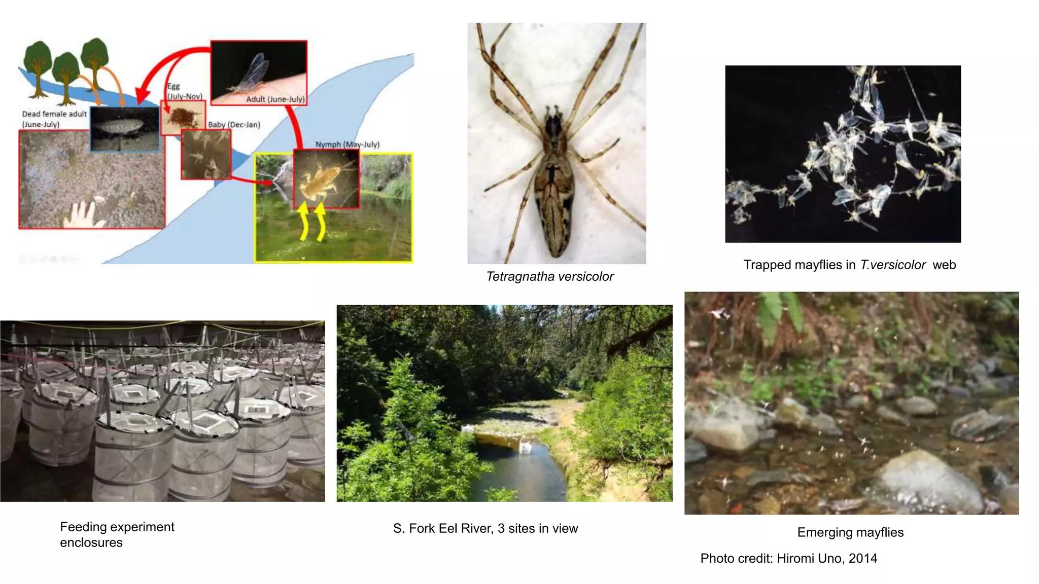 Tetragnatha versicolor
S. Fork Eel River, 3 sites in viewFeeding experiment
enclosures
Emerging mayflies
Photo credit: Hiromi Uno, 2014
Trapped mayflies in T.versicolor web
 