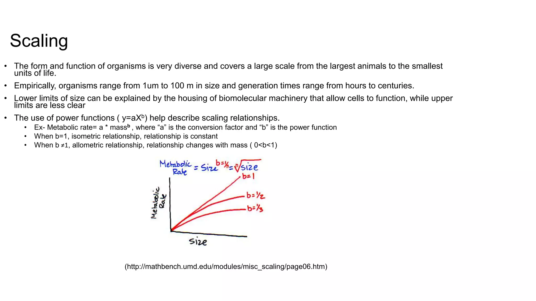 Scaling
• The form and function of organisms is very diverse and covers a large scale from the largest animals to the smallest
units of life.
• Empirically, organisms range from 1um to 100 m in size and generation times range from hours to centuries.
• Lower limits of size can be explained by the housing of biomolecular machinery that allow cells to function, while upper
limits are less clear
• The use of power functions ( y=aXb) help describe scaling relationships.
• Ex- Metabolic rate= a * massb , where “a” is the conversion factor and “b” is the power function
• When b=1, isometric relationship, relationship is constant
• When b ≠1, allometric relationship, relationship changes with mass ( 0<b<1)
(http://mathbench.umd.edu/modules/misc_scaling/page06.htm)
 