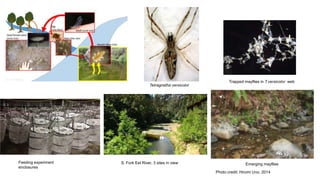 Tetragnatha versicolor
S. Fork Eel River, 3 sites in viewFeeding experiment
enclosures
Emerging mayflies
Photo credit: Hiromi Uno, 2014
Trapped mayflies in T.versicolor web
 