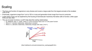 Scaling
• The form and function of organisms is very diverse and covers a large scale from the largest animals to the smallest
units of life.
• Empirically, organisms range from 1um to 100 m in size and generation times range from hours to centuries.
• Lower limits of size can be explained by the housing of biomolecular machinery that allow cells to function, while upper
limits are less clear
• The use of power functions ( y=aXb) help describe scaling relationships.
• Ex- Metabolic rate= a * massb , where “a” is the conversion factor and “b” is the power function
• When b=1, isometric relationship, relationship is constant
• When b ≠1, allometric relationship, relationship changes with mass ( 0<b<1)
(http://mathbench.umd.edu/modules/misc_scaling/page06.htm)
 