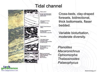 Sedimentology 2/1
Cross-beds, clay-draped
foresets, bidirectional,
thick bottomsets, flaser
bedded.
Variable bioturbation,
moderate diversity.
Planolites
Macaronichnus
Ophiomorpha
Thalassinoides
Palaeophycus
Tidal channel
 