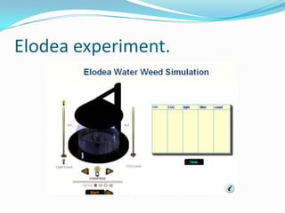 Elodea experiment. 