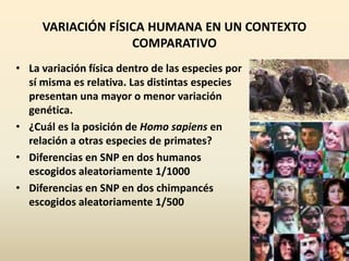 VARIACIÓN FÍSICA HUMANA EN UN CONTEXTO
COMPARATIVO
• La variación física dentro de las especies por
sí misma es relativa. Las distintas especies
presentan una mayor o menor variación
genética.
• ¿Cuál es la posición de Homo sapiens en
relación a otras especies de primates?
• Diferencias en SNP en dos humanos
escogidos aleatoriamente 1/1000
• Diferencias en SNP en dos chimpancés
escogidos aleatoriamente 1/500
 