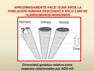 Diversidad genética relativa entre
especies relacionadas por ADN mit
APROXIMADAMENTE HACE 70,000 AÑOS LA
POBLACIÓN HUMANA DESCENDIÓ A SOLO 2,000 DE
10,000HUMANOS MODERNOS
 