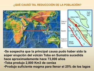 ¿QUÉ CAUSÓ TAL REDUCCCIÓN DE LA POBLACIÓN?
•Se sospecha que la principal causa pudo haber sido la
súper erupción del volcán Toba en Sumatra sucedida
hace aproximadamente hace 73,000 años
•Toba produjo 2,800 Km3 de ceniza
•Produjo suficiente magma para llenar el 25% de los lagos
 