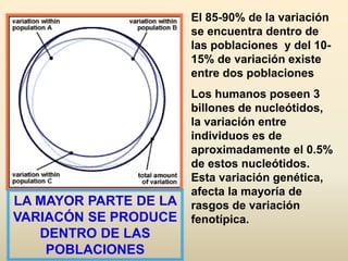 LA MAYOR PARTE DE LA
VARIACÓN SE PRODUCE
DENTRO DE LAS
POBLACIONES
El 85-90% de la variación
se encuentra dentro de
las poblaciones y del 10-
15% de variación existe
entre dos poblaciones
Los humanos poseen 3
billones de nucleótidos,
la variación entre
individuos es de
aproximadamente el 0.5%
de estos nucleótidos.
Esta variación genética,
afecta la mayoría de
rasgos de variación
fenotípica.
 