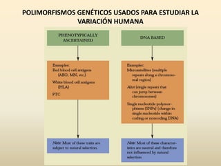 POLIMORFISMOS GENÉTICOS USADOS PARA ESTUDIAR LA
VARIACIÓN HUMANA
 