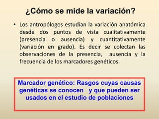 ¿Cómo se mide la variación?
• Los antropólogos estudian la variación anatómica
desde dos puntos de vista cualitativamente
(presencia o ausencia) y cuantitativamente
(variación en grado). Es decir se colectan las
observaciones de la presencia, ausencia y la
frecuencia de los marcadores genéticos.
Marcador genético: Rasgos cuyas causas
genéticas se conocen y que pueden ser
usados en el estudio de poblaciones
 