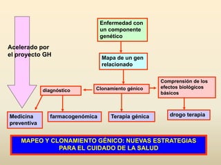 Enfermedad con
un componente
genético
Mapa de un gen
relacionado
Clonamiento génico
Terapia génicafarmacogenómica drogo terapiaMedicina
preventiva
diagnóstico
Comprensión de los
efectos biológicos
básicos
Acelerado por
el proyecto GH
MAPEO Y CLONAMIENTO GÉNICO: NUEVAS ESTRATEGIAS
PARA EL CUIDADO DE LA SALUD
 