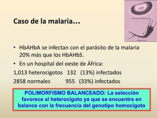 Caso de la malaria...
• HbAHbA se infectan con el parásito de la malaria
20% más que los HbAHbS.
• En un hospital del oeste de África:
1,013 heterocigotos 132 (13%) infectados
2858 normales 955 (33%) infectados
POLIMORFISMO BALANCEADO: La selección
favorece al heterocigoto ya que se encuentra en
balance con la frecuencia del genotipo homocigoto
 