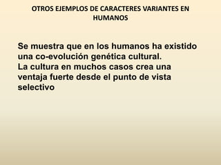 OTROS EJEMPLOS DE CARACTERES VARIANTES EN
HUMANOS
Se muestra que en los humanos ha existido
una co-evolución genética cultural.
La cultura en muchos casos crea una
ventaja fuerte desde el punto de vista
selectivo
 