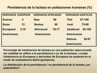 Persistencia de la lactasa en poblaciones humanas (%)
DERIVADOS EUROPEOS DERIVADOS AFRICANOS DERIVADOS ASIÁTICOS
Suecos 4 Ibos 99 Thai 97-100
Suizo 12 Bantus 90 Inuit 72-88
Europeos/ 2-19 Africanos/ 70-77 Asiáticos/ 95-100
Americanos Americanos Americanos
Nativos 58-67
Americanos
Porcentaje de intolerancia de lactosa en una población seleccionada
(en realidad se refiere a la persistencia o no de la lactasa). La baja
intolerancia en Europeos y derivados de Europeos se sustenta en el
modo de subsistencia diaria (granjeros).
La distribución de la persistencia / no persistencia de la lactasa ¿es
polimórfico?
 