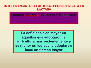 INTOLERANCIA A LA LACTOSA / PERSISTENCIA A LA
LACTASA
Lactosa Glucosa + Galactosa
La deficiencia es mayor en
aquellos que adoptaron la
agricultura más recientemente y
es menor en los que la adoptaron
hace un tiempo mayor
lactasa
 