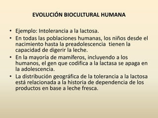EVOLUCIÓN BIOCULTURAL HUMANA
• Ejemplo: Intolerancia a la lactosa.
• En todas las poblaciones humanas, los niños desde el
nacimiento hasta la preadolescencia tienen la
capacidad de digerir la leche.
• En la mayoría de mamíferos, incluyendo a los
humanos, el gen que codifica a la lactasa se apaga en
la adolescencia.
• La distribución geográfica de la tolerancia a la lactosa
está relacionada a la historia de dependencia de los
productos en base a leche fresca.
 