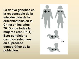 La deriva genética es
la responsable de la
introducción de la
eritroblastosis en la
China en los años
70. Donde todas la
mujeres eran Rh(+).
Esto condiciona
cambios selectivos
en el proceso
demográfico de la
población.
 