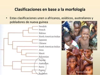 Clasificaciones en base a la morfología
• Estas clasificaciones unen a africanos, asiáticos, australianos y
pobladores de nueva guinea
Africa
Nueva Guinea
 