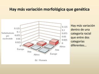 Hay más variación morfológica que genética
Hay más variación
dentro de una
categoría racial
que entre dos
categorías
diferentes…
 