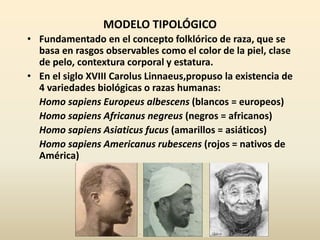 MODELO TIPOLÓGICO
• Fundamentado en el concepto folklórico de raza, que se
basa en rasgos observables como el color de la piel, clase
de pelo, contextura corporal y estatura.
• En el siglo XVIII Carolus Linnaeus,propuso la existencia de
4 variedades biológicas o razas humanas:
Homo sapiens Europeus albescens (blancos = europeos)
Homo sapiens Africanus negreus (negros = africanos)
Homo sapiens Asiaticus fucus (amarillos = asiáticos)
Homo sapiens Americanus rubescens (rojos = nativos de
América)
 