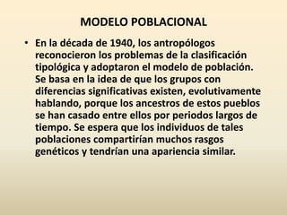 MODELO POBLACIONAL
• En la década de 1940, los antropólogos
reconocieron los problemas de la clasificación
tipológica y adoptaron el modelo de población.
Se basa en la idea de que los grupos con
diferencias significativas existen, evolutivamente
hablando, porque los ancestros de estos pueblos
se han casado entre ellos por periodos largos de
tiempo. Se espera que los individuos de tales
poblaciones compartirían muchos rasgos
genéticos y tendrían una apariencia similar.
 