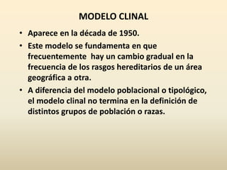 MODELO CLINAL
• Aparece en la década de 1950.
• Este modelo se fundamenta en que
frecuentemente hay un cambio gradual en la
frecuencia de los rasgos hereditarios de un área
geográfica a otra.
• A diferencia del modelo poblacional o tipológico,
el modelo clinal no termina en la definición de
distintos grupos de población o razas.
 